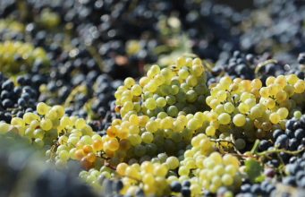 6-дневный тур с участием в Ртвели – в сборе винограда