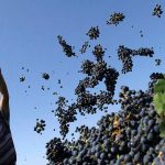 Rtveli – a traditional vintage and rural harvest holiday