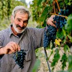 Rtveli – a traditional vintage and rural harvest holiday