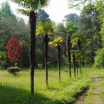 Batumi Botanical Garden