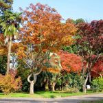 Batumi Botanical Garden