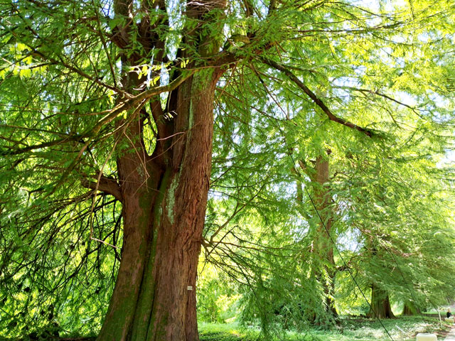 Shekvetili Dendrological Park. 8-Day Georgia Trip