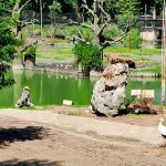 Shekvetili Dendrological Park